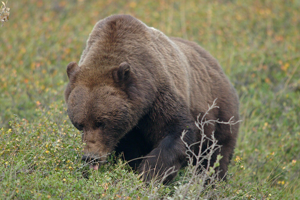 orso bruno