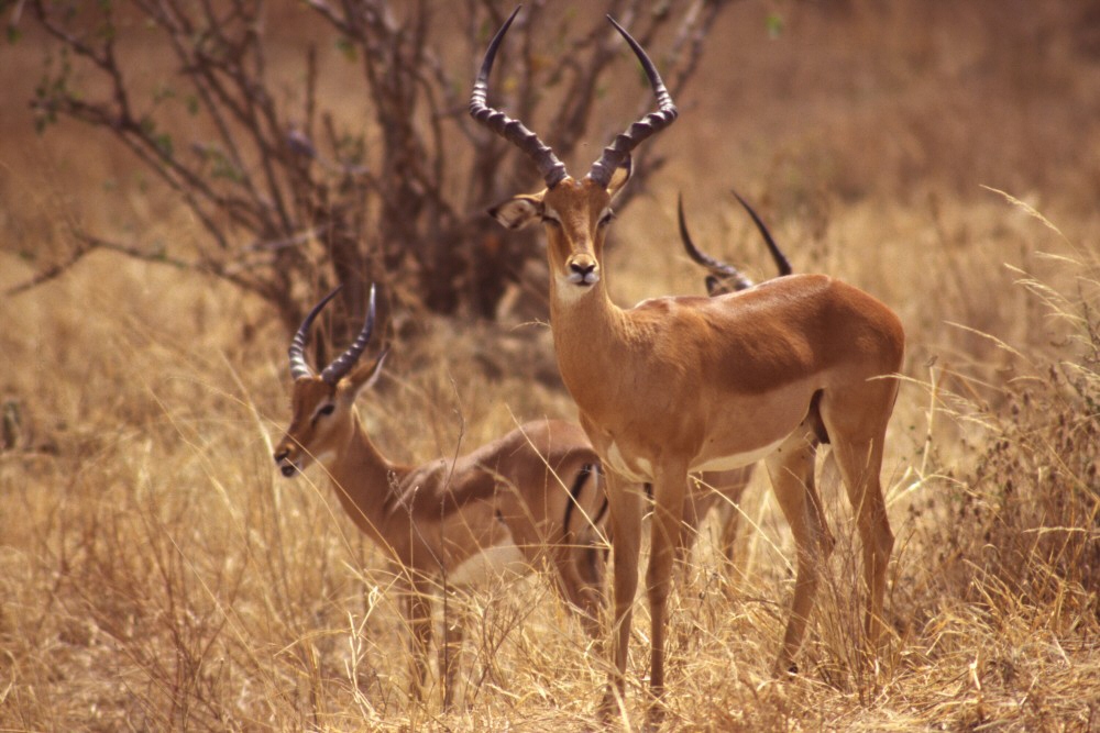 Impala