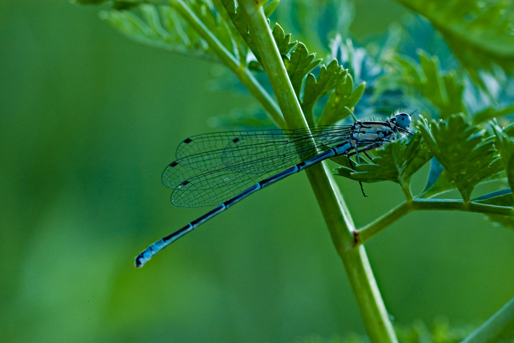 Risveglio di una Libellula