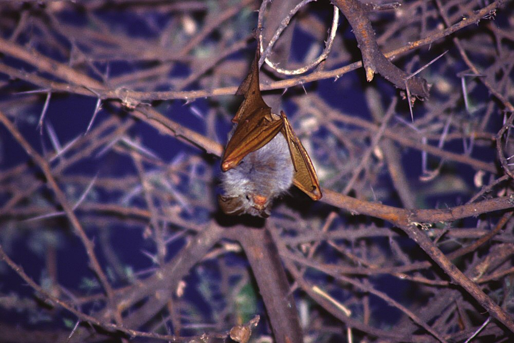 pipistrello albino