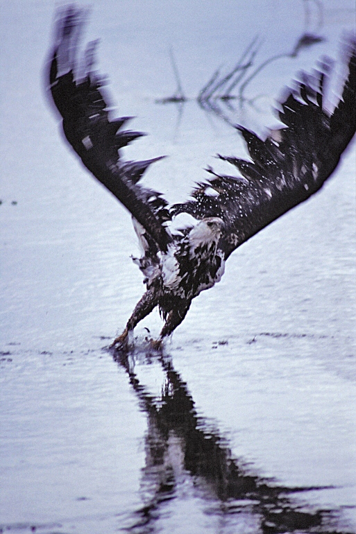Aquila urlatrice africana