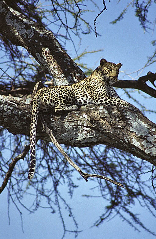 leopardo