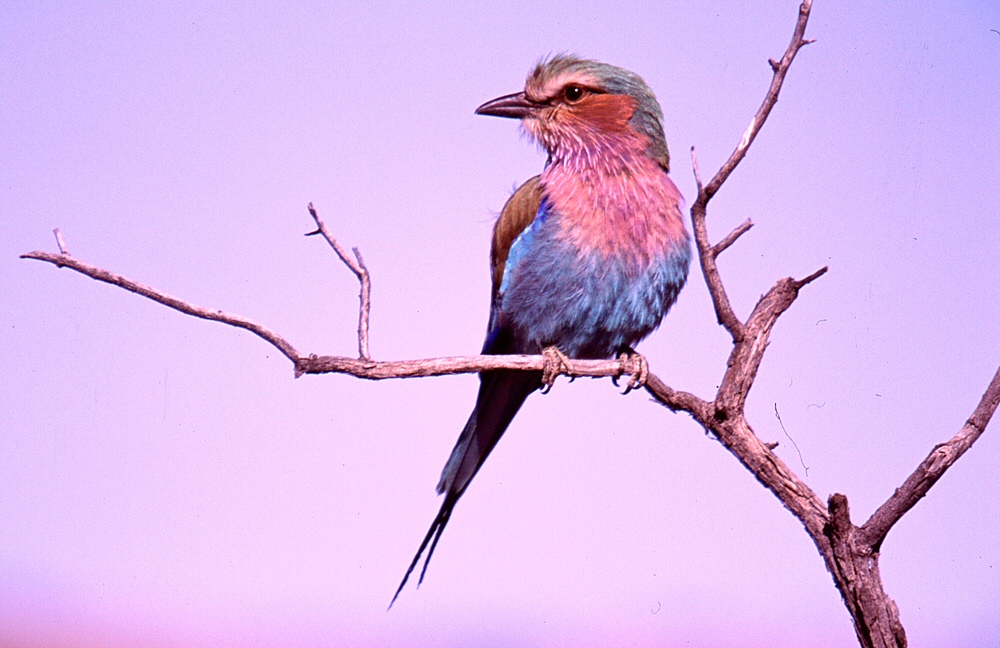 Roller