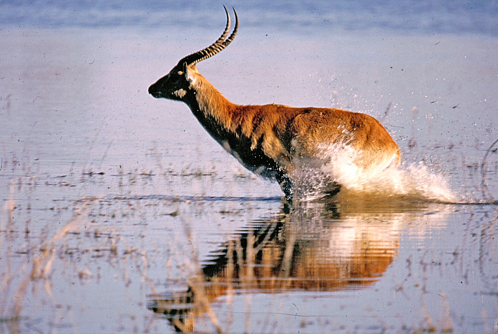 Antilope d'acqua