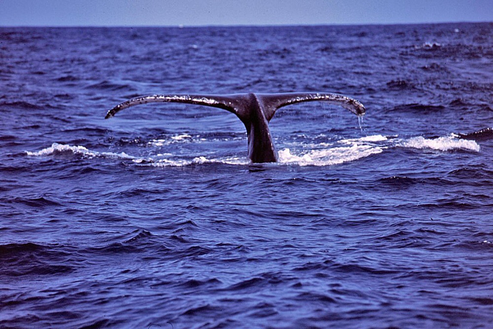 Balena