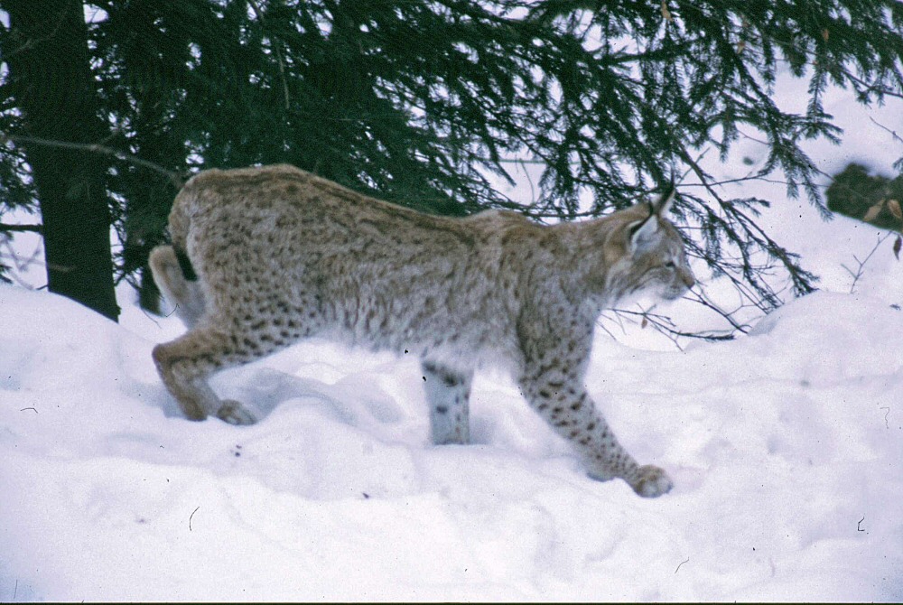 Lince