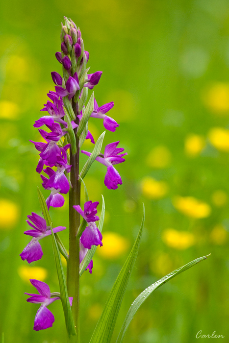 Orchidea