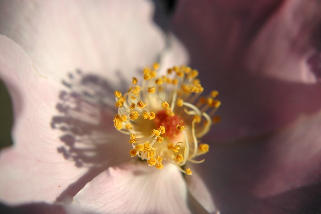 Rosacanina