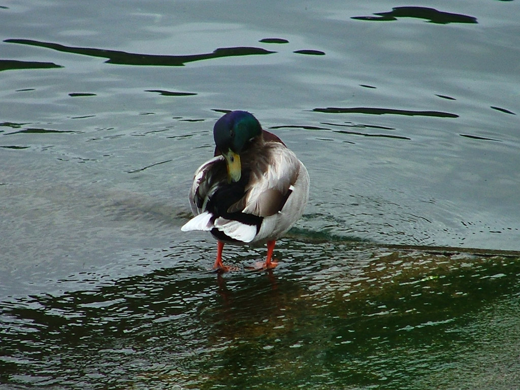 my duck2