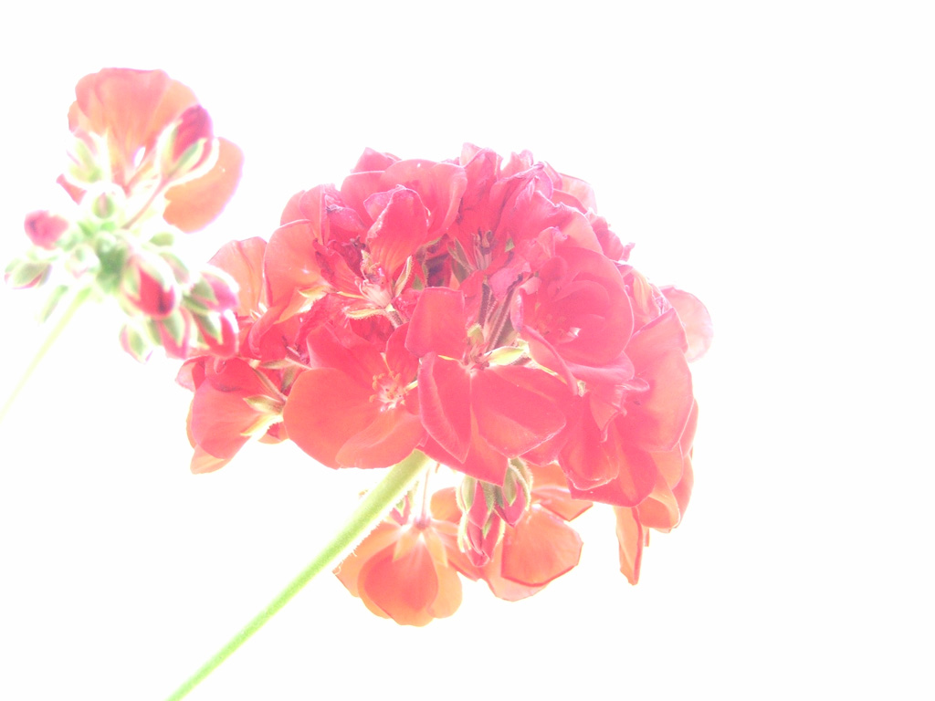 Casual flower