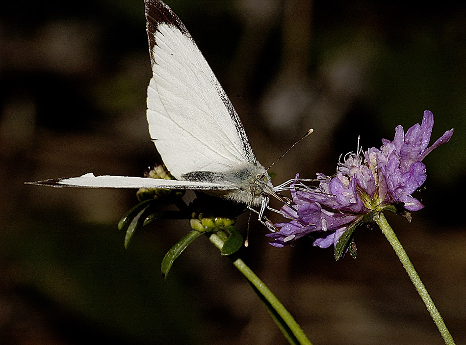 nasona