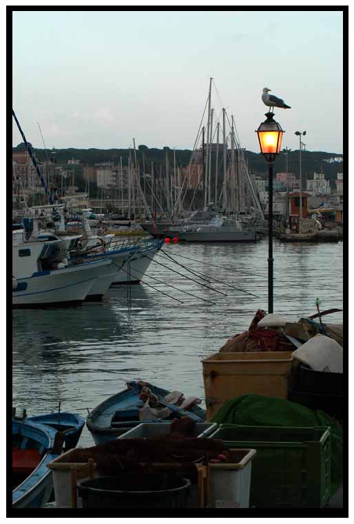 Gabbiano
