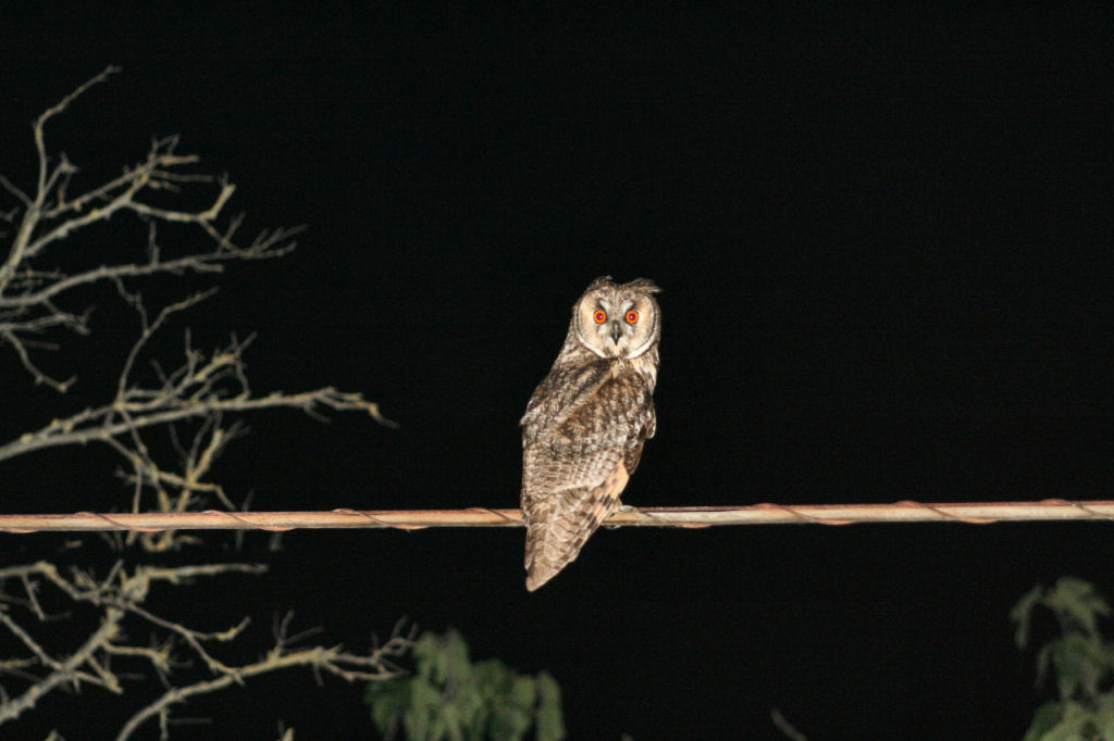 Visite notturne