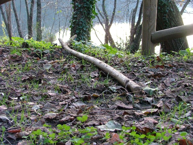 il serpente