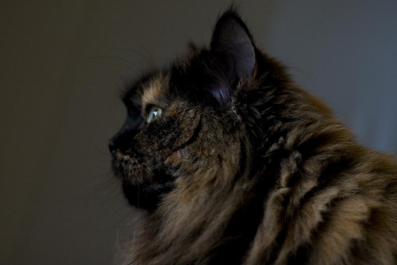 La mia micia 2