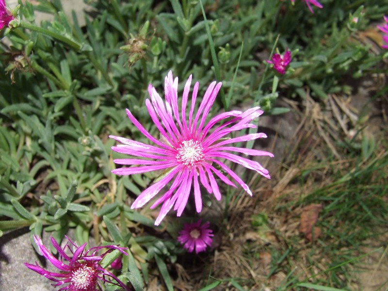 Fiore sconosciuto