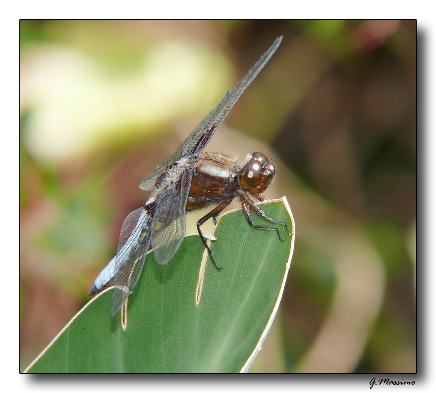 Libellula marrone