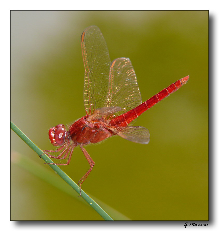Red Dragonfly 2