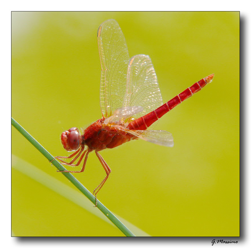 Red Dragonfly 3