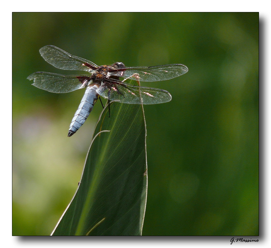 libellula marrone 3