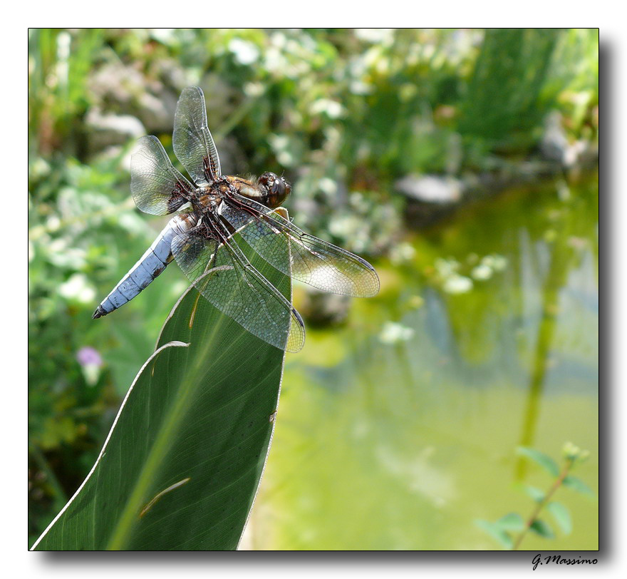 libellula marrone 4