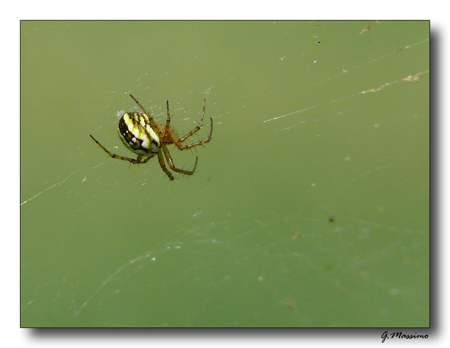 Spider