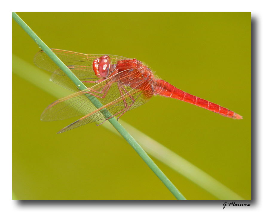 Red & Green