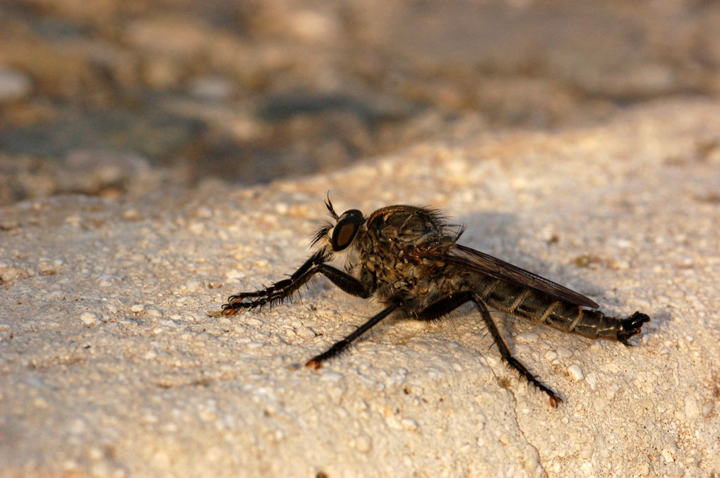 Mosca cavallina
