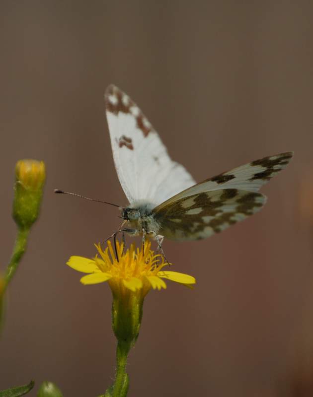 Farfalla 2