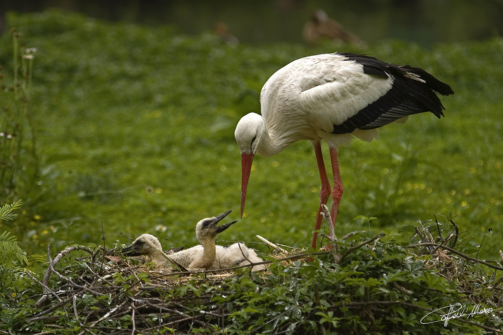 Qui mamma cicogna!