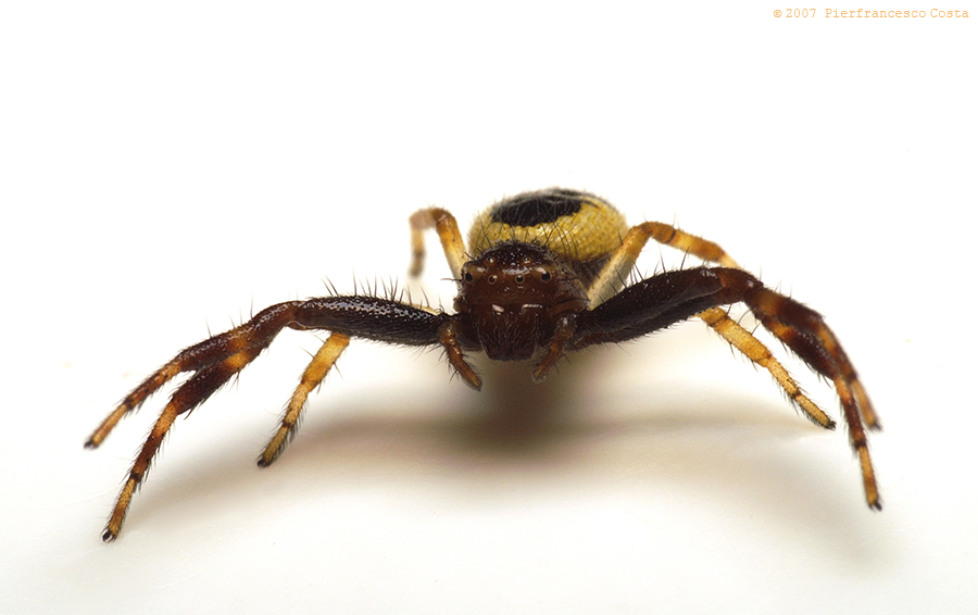 Synaema globosum