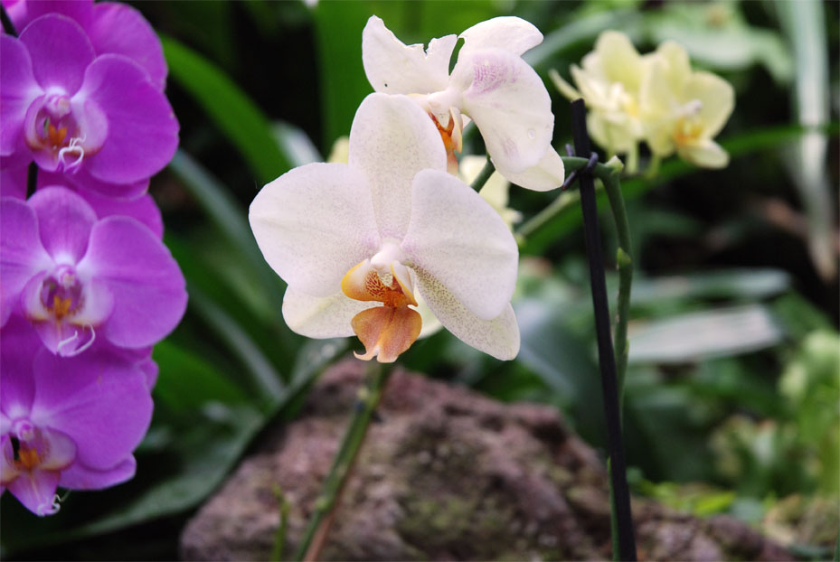 Orchidee