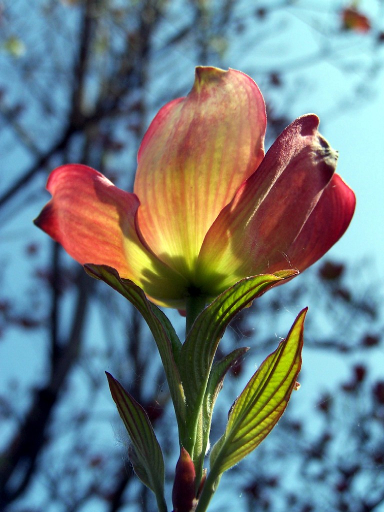 fiore del cornus