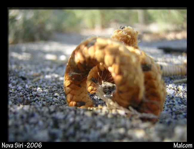 Cima, summer '06