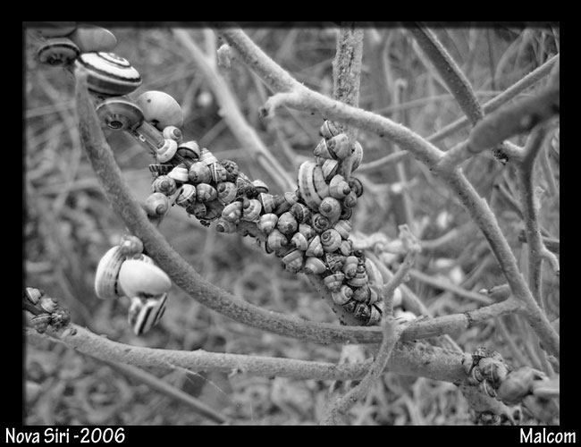 Lumache, summer '06