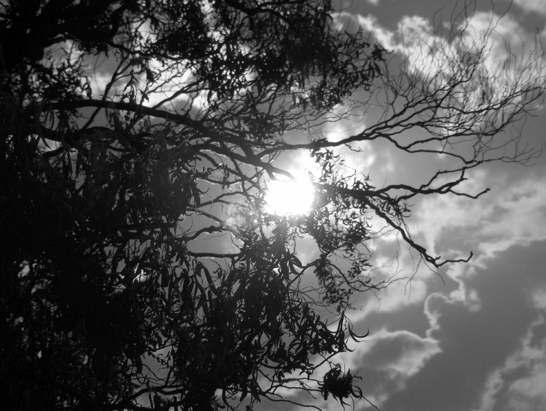 cielo e foglie
