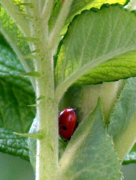 in cerca di riparo