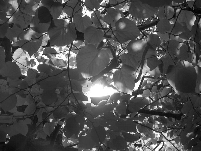 bianco e nero soft