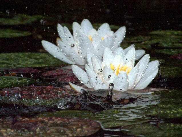 acqua sull'acqua