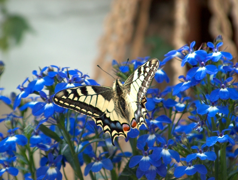 simmetria