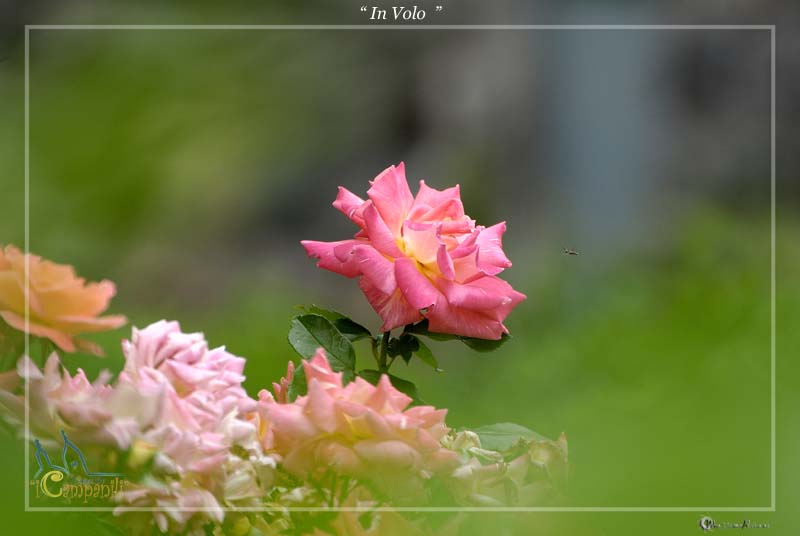Rosa