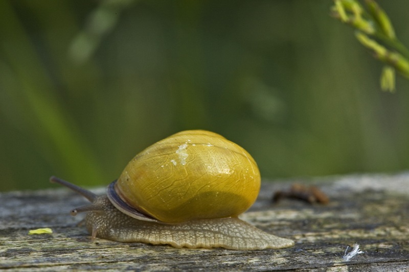 Lumaca