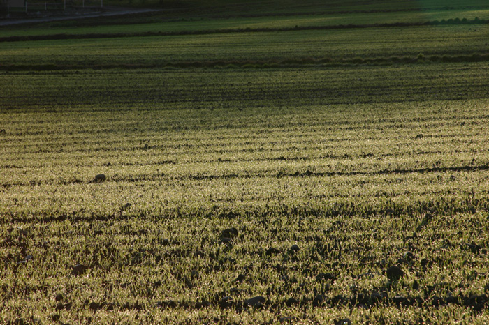 Grano lux