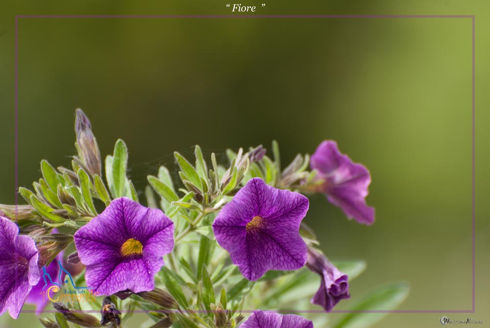Fiore