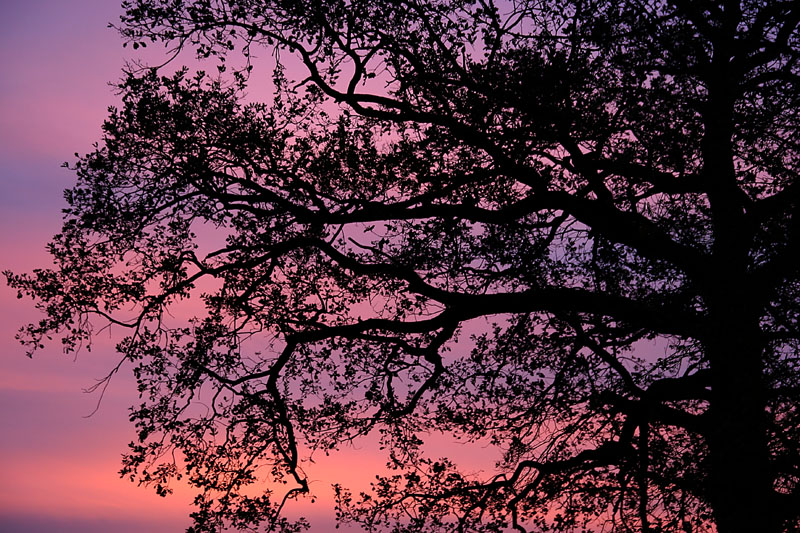 Albero all'alba
