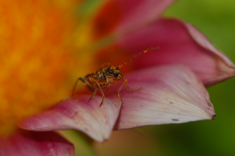 Impollinata