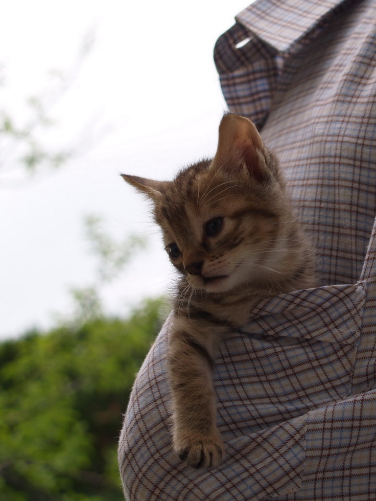 Gatto in tasca