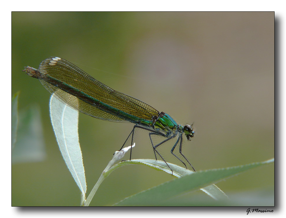 Libellula 3 - fiume Sele