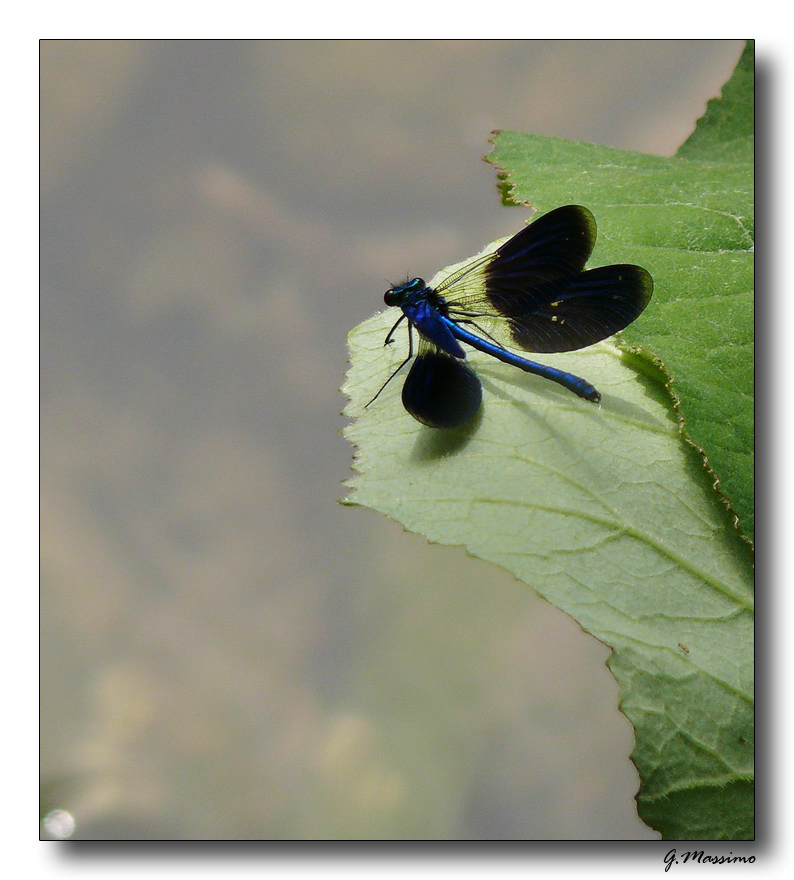 libellula 4 - fiume Sele