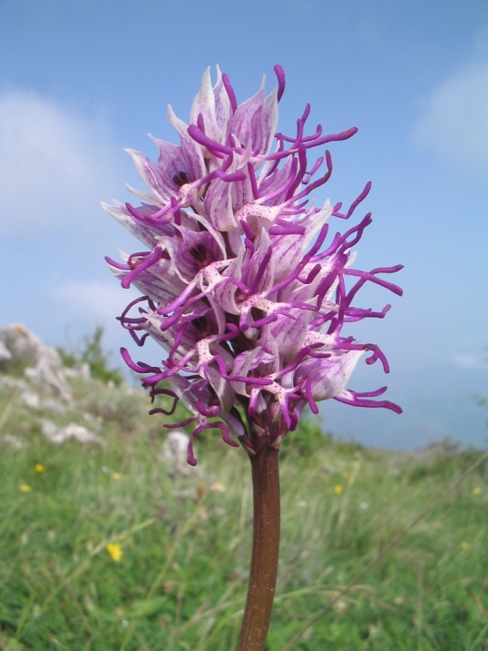 Orchidea